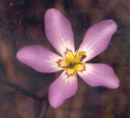 Sabatia grandiflora