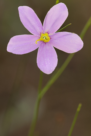 Sabatia grandiflora