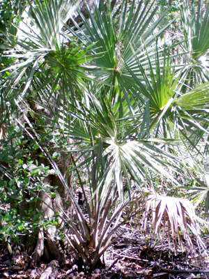 Sabal palmetto