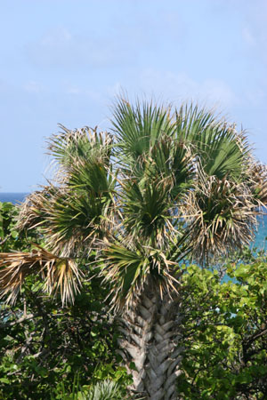 Sabal palmetto