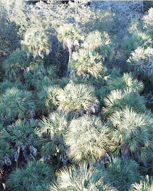 Sabal palmetto