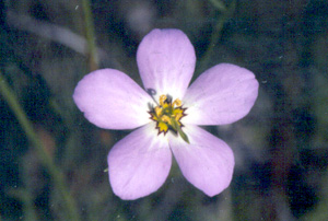 Sabatia stellaris