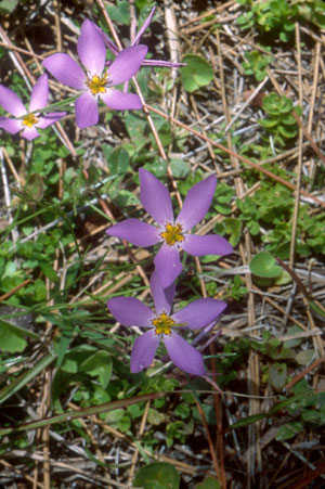 Sabatia stellaris