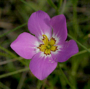 Sabatia stellaris