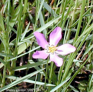 Sabatia stellaris