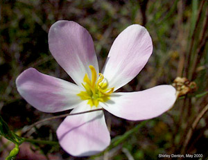 Sabatia stellaris