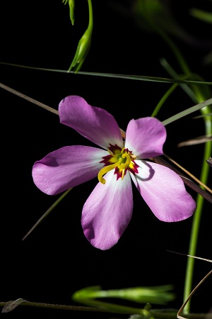 Sabatia stellaris