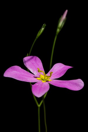 Sabatia stellaris