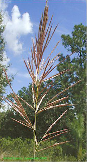 Saccharum giganteum