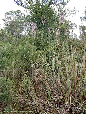 Saccharum giganteum