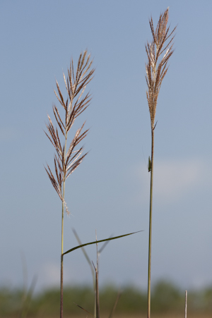 Saccharum giganteum