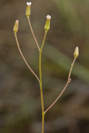 Sachsia polycephala