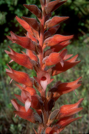 Sacoila lanceolata