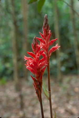 Sacoila lanceolata