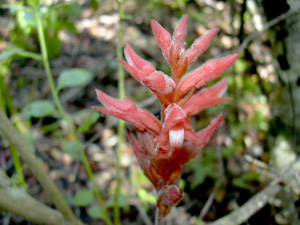 Sacoila lanceolata