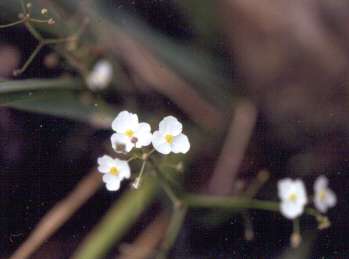 Sagittaria graminea