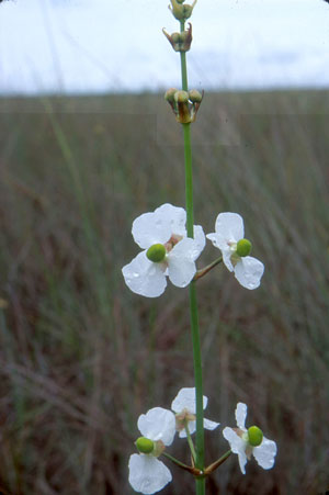 Sagittaria lancifolia