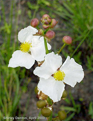 Sagittaria lancifolia