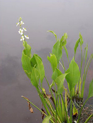 Sagittaria lancifolia