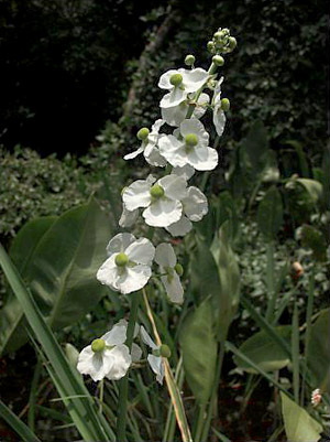 Sagittaria lancifolia