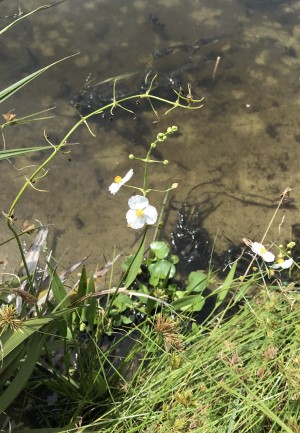 Sagittaria lancifolia