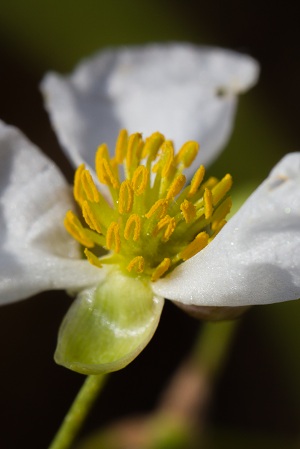 Sagittaria lancifolia