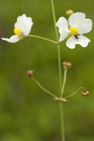 Sagittaria lancifolia