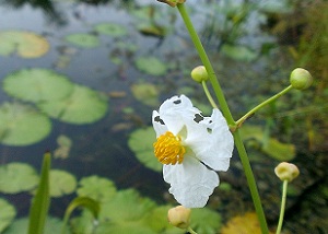 Sagittaria lancifolia