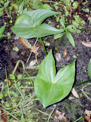 Sagittaria latifolia