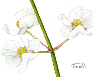 Sagittaria latifolia