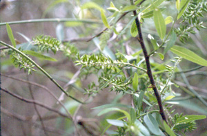 Salix caroliniana