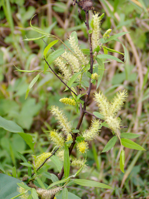 Salix caroliniana