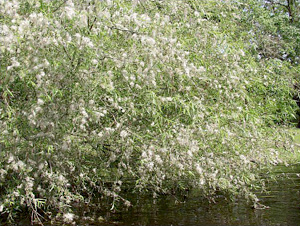 Salix caroliniana