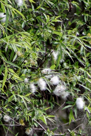 Salix caroliniana