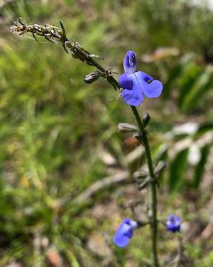 Salvia azurea