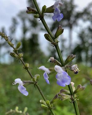 Salvia azurea