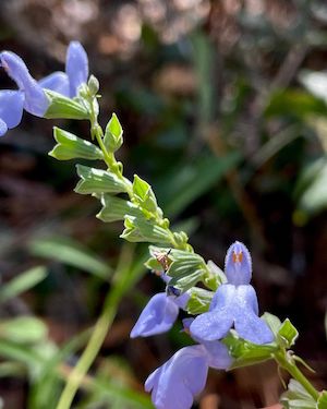 Salvia azurea