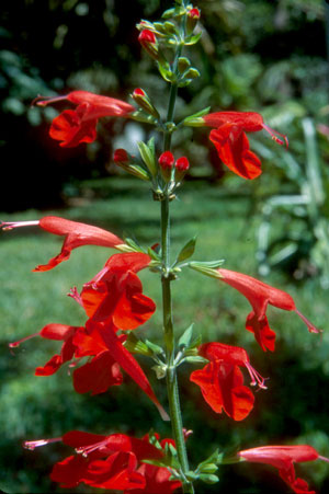 Salvia coccinea