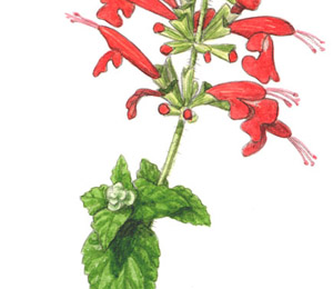 Salvia coccinea