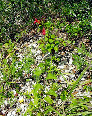 Salvia coccinea