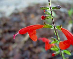 Salvia coccinea