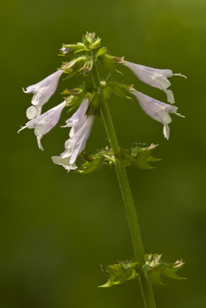 Salvia lyrata