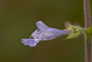 Salvia lyrata