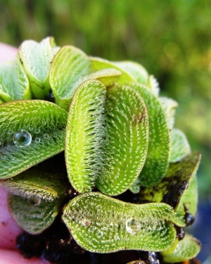 Salvinia minima