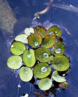 Salvinia minima