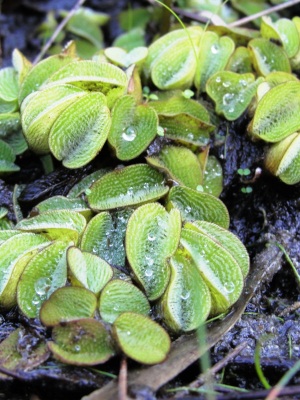 Salvinia minima