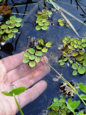 Salvinia minima