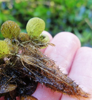 Salvinia minima