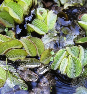 Salvinia minima