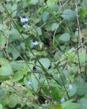 Salvia misella